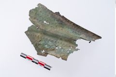 Foto von Bronzerippenziste (NHMW-PRAE-070976)